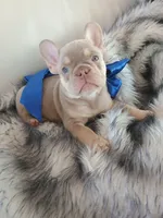 Bentley (fluffy carrier New shade Isabella lilac boy), a male French Bulldog for sale in Miami, FL – 3 of 10