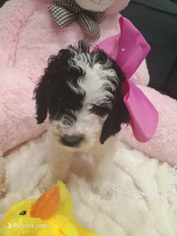 Rosie  – Goldendoodle puppy for sale in Miami, FL