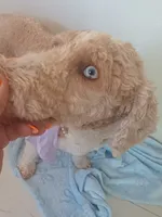 Suna , a female Goldendoodle for sale in Miami, FL – 4 of 10