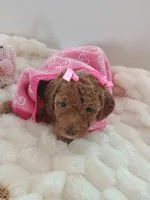 Camila , a female Goldendoodle for sale in Miami, FL – 9 of 10