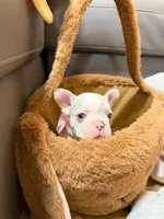 Lucy, a female French Bulldog for sale in Miami, FL – Photo 4 of 10