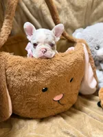 Lucy, a female French Bulldog for sale in Miami, FL – Photo 6 of 10