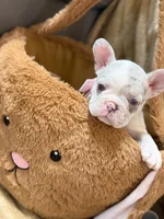 Lucy, a female French Bulldog for sale in Miami, FL – Photo 2 of 10