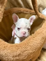 Lucy, a female French Bulldog for sale in Miami, FL – Photo 7 of 10