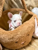 Lucy, a female French Bulldog for sale in Miami, FL – Photo 5 of 10