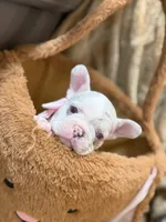 Lucy, a female French Bulldog for sale in Miami, FL – Photo 1 of 10