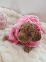 Camila , a female Goldendoodle for sale in Miami, FL – 10 of 10