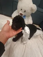 Cookie, a female Goldendoodle for sale in Miami, FL – 7 of 10