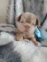 Tesla (New shade big rope fluffy boy ) , a male French Bulldog for sale in Miami, FL – 5 of 9
