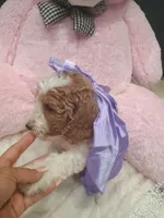 Lily , a female Goldendoodle for sale in Miami, FL – 7 of 10
