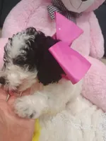 Rosie , a female Goldendoodle for sale in Miami, FL – 2 of 10