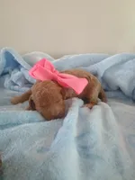 Camila , a female Goldendoodle for sale in Miami, FL – 3 of 10