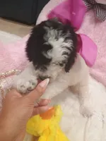 Rosie , a female Goldendoodle for sale in Miami, FL – 10 of 10