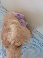 Suna , a female Goldendoodle for sale in Miami, FL – 6 of 10