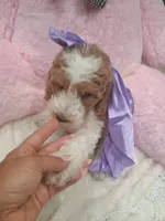 Lily , a female Goldendoodle for sale in Miami, FL – 8 of 10