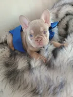 Bentley (fluffy carrier New shade Isabella lilac boy), a male French Bulldog for sale in Miami, FL – 6 of 10