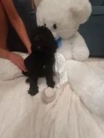 Cookie, a female Goldendoodle for sale in Miami, FL – 8 of 10
