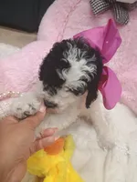 Rosie , a female Goldendoodle for sale in Miami, FL – 5 of 10