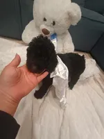 Cookie, a female Goldendoodle for sale in Miami, FL – 6 of 10