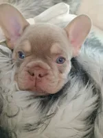 Bentley (fluffy carrier New shade Isabella lilac boy), a male French Bulldog for sale in Miami, FL – 8 of 10