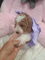 Lily , a female Goldendoodle for sale in Miami, FL – 1 of 10