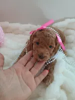 Camila , a female Goldendoodle for sale in Miami, FL – 5 of 10