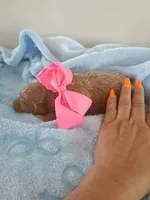 Camila , a female Goldendoodle for sale in Miami, FL – 8 of 10