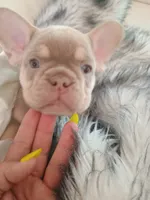 Bentley (fluffy carrier New shade Isabella lilac boy), a male French Bulldog for sale in Miami, FL – 5 of 10