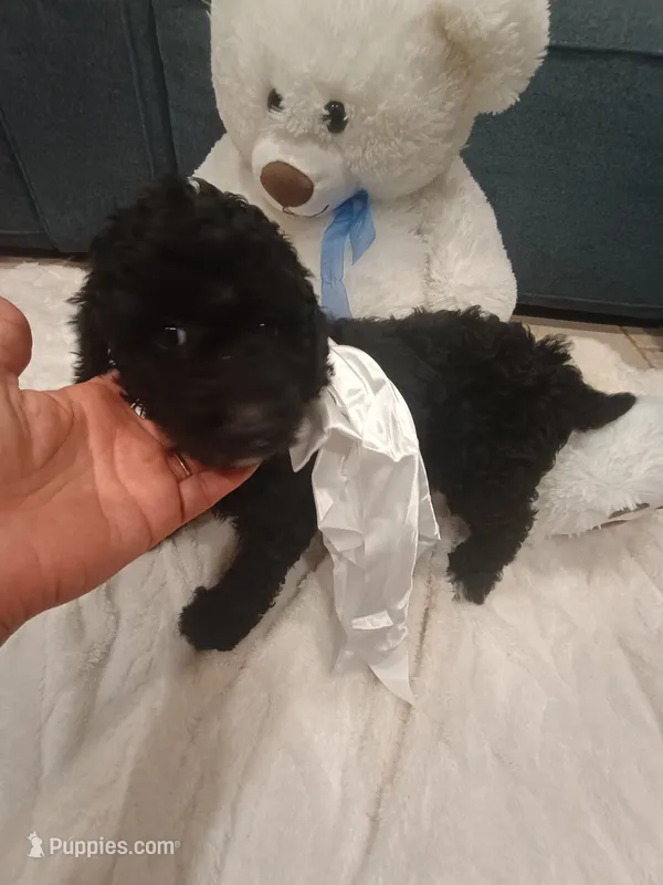 Cookie – Goldendoodle puppy for sale in Miami, FL