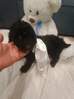 Cookie, a female Goldendoodle for sale in Miami, FL – 1 of 10