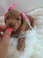 Camila , a female Goldendoodle for sale in Miami, FL – 6 of 10