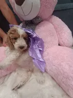 Lily , a female Goldendoodle for sale in Miami, FL – 5 of 10