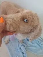 Suna , a female Goldendoodle for sale in Miami, FL – 1 of 10