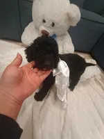 Cookie, a female Goldendoodle for sale in Miami, FL – 4 of 10