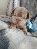 Tesla (New shade big rope fluffy boy ) , a male French Bulldog for sale in Miami, FL – 7 of 9
