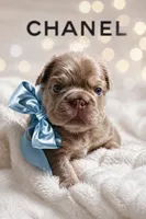 Tesla (fluffy Frenchie big rope New shade boy), a male French Bulldog for sale in Miami, FL – Photo 1 of 10