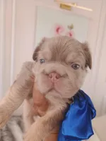 Tesla (fluffy Frenchie big rope New shade boy), a male French Bulldog for sale in Miami, FL – Photo 6 of 10