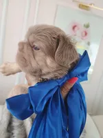 Tesla (fluffy Frenchie big rope New shade boy), a male French Bulldog for sale in Miami, FL – Photo 8 of 10
