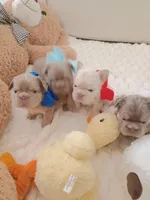 Tesla (fluffy Frenchie big rope New shade boy), a male French Bulldog for sale in Miami, FL – Photo 10 of 10