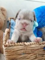Tesla (fluffy Frenchie big rope New shade boy), a male French Bulldog for sale in Miami, FL – Photo 5 of 10