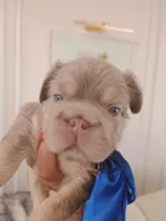 Tesla (fluffy Frenchie big rope New shade boy), a male French Bulldog for sale in Miami, FL – Photo 2 of 10