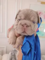 Tesla (fluffy Frenchie big rope New shade boy), a male French Bulldog for sale in Miami, FL – Photo 9 of 10