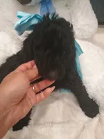 Bear, a female Goldendoodle for sale in Miami, FL – 5 of 10
