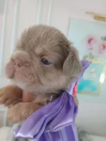 Ferrari (fluffy big rope New shade Isabella boy ) , a male French Bulldog for sale in Miami, FL – Photo 6 of 10