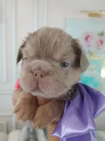 Ferrari (fluffy big rope New shade Isabella boy ) , a male French Bulldog for sale in Miami, FL – Photo 7 of 10