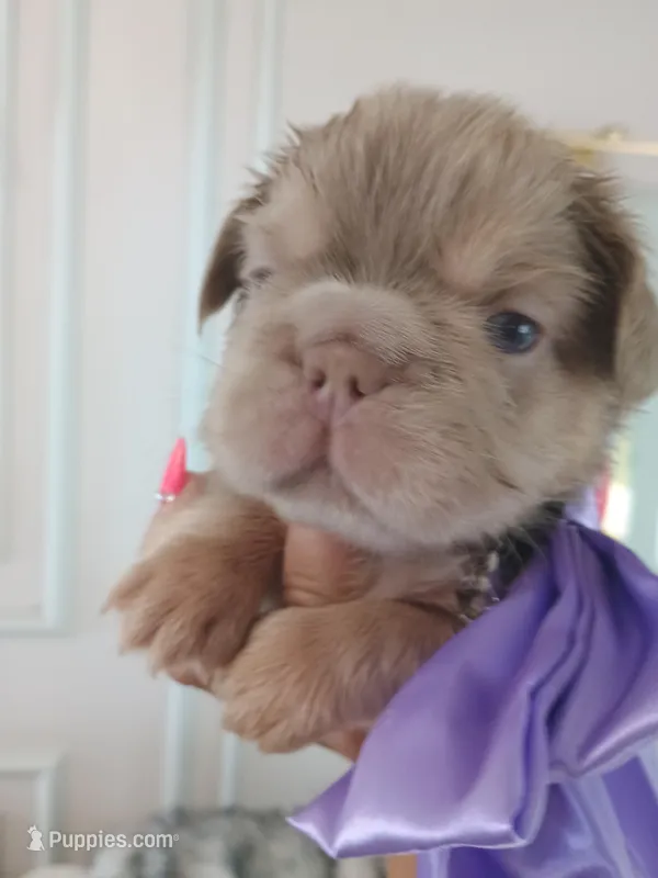 Ferrari (fluffy big rope New shade Isabella boy )  – French Bulldog puppy for sale in Miami, FL