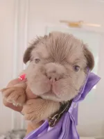 Ferrari (fluffy big rope New shade Isabella boy ) , a male French Bulldog for sale in Miami, FL – Photo 8 of 10