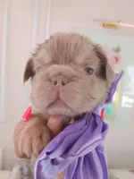 Ferrari (fluffy big rope New shade Isabella boy ) , a male French Bulldog for sale in Miami, FL – Photo 9 of 10