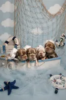 Ferrari (fluffy big rope New shade Isabella boy ) , a male French Bulldog for sale in Miami, FL – Photo 5 of 10