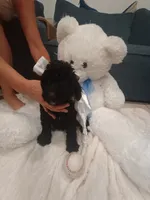 Cookie, a female Goldendoodle for sale in Miami, FL – 10 of 10